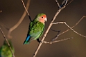 Rosy-faced Lovebird.20141103_0375