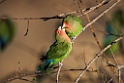 Rosy-faced Lovebird.20141103_0398