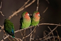 Rosy-faced Lovebird.20141103_0402