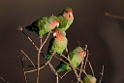 Rosy-faced Lovebird.20141103_0404