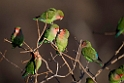 Rosy.faced Lovebird.20141103_0393