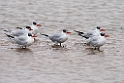 Rovterne.20141105_0011