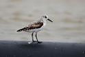 Sandløber.20141105_0102