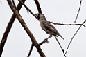 Social weaver.20141107_0998