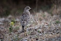 Spotted Thick-knee.20141113_1741
