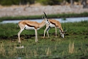 Springbok.20141108_0905