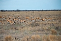 Springbok.20141110_1064