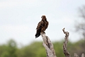 Tawny Eagle.20141107_1020