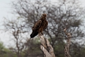 Tawny eagle.20141107_1007