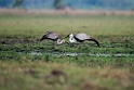 Wattled Crane.20141113_1776