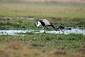 Wattled Crane.20141113_1791