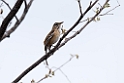 White-browed Scrub Robin.20141109_0722