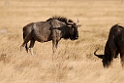 Wildebeast.20141109_0751