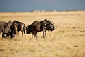 Wildebeast.20141109_0765