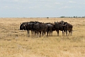 Wildebeast.20141109_1142