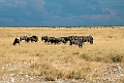 Wildebeast.20141109_1150