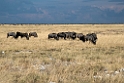 Wildebeast.20141109_1152