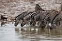 Zebra.20141107_0979