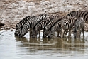 Zebra.20141107_0984