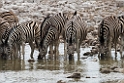 Zebra.20141107_0990