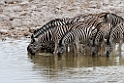 Zebra.20141107_0993