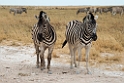 Zebra.20141109_1125