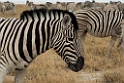 Zebra.20141109_1132