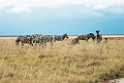 Zebra.20141111_1393