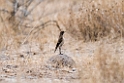 bird.20141111_1904
