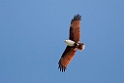 Brahminy kite.08jul2009_2459