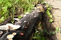 Swampe.200909jul_2879