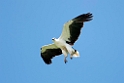 White-bellied Sea-aegle.08jul2009_2322