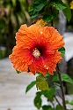 Blomst Ouvéa.202209nov_0154