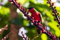 Collared Lori.202215nov_0007