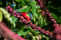 Collared Lori.202215nov_0016