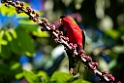 Collared Lori.202215nov_0028