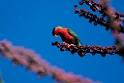 Collared Lori.202215nov_0032