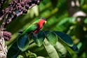 Collared Lori.202215nov_0052