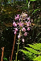 Fiji 2022 1119 Colo-I-Suva Forest Park