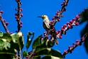Kadavu Honeyeater.202215nov_0014