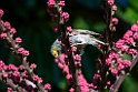 Kadavu Honeyeater.202215nov_0023