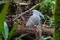 Kagu.202210nov_0085
