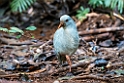 Kagu.202210nov_0093