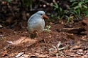 Kagu.202211nov_0099