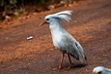 Kagu.202211nov_0144