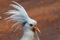 Kagu.202211nov_0147