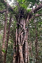New Caledonia 2022 1109 Ouvéa Parakeet Forest 01