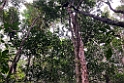 New Caledonia 2022 1109 Ouvéa Parakeet Forest 02
