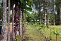 New Caledonia 2022 1111 Riviére Bleue 01