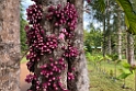 New Caledonia 2022 1111 Riviére Bleue 02
